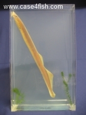 Foto Galerie/Petromyzontiformes/Lampetra fluviatilis/Lampetra fluviatilis_08_S.jpg